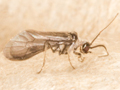 Parasemidalis fuscipennis